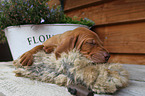 Magyar Vizsla Puppy