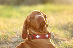 Magyar Vizsla Portrait