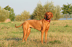 Magyar Vizsla