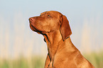 Magyar Vizsla Portrait