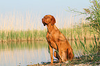 sitting Magyar Vizsla