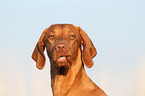 Magyar Vizsla Portrait