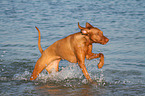 running Magyar Vizsla