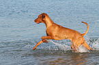 running Magyar Vizsla