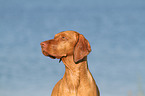 Magyar Vizsla Portrait