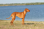 Magyar Vizsla