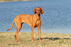 Magyar Vizsla