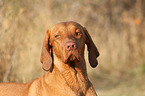 Magyar Vizsla Portrait