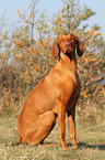 sitting Magyar Vizsla