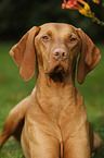 Magyar Vizsla Portrait