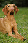 lying Magyar Vizsla