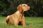 lying Magyar Vizsla