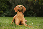 lying Magyar Vizsla