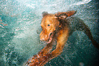 diving Magyar Vizsla