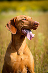 Magyar Vizsla Portrait