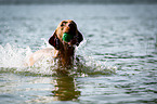 Magyar Vizsla swims in the water