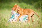 Magyar Vizsla Puppy