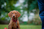 Magyar Vizsla Puppy