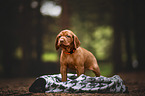 Magyar Vizsla Puppy