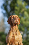 Magyar Vizsla Portrait