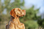 Magyar Vizsla Portrait