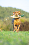 running Magyar Vizsla