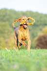 running Magyar Vizsla