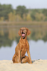 sitting Magyar Vizsla