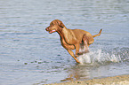 running Magyar Vizsla