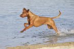 running Magyar Vizsla