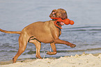 running Magyar Vizsla