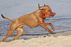 running Magyar Vizsla