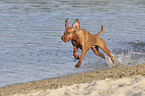 running Magyar Vizsla