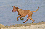 running Magyar Vizsla