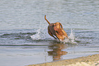 running Magyar Vizsla