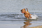 running Magyar Vizsla