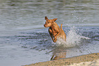 running Magyar Vizsla