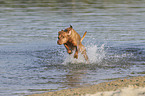 running Magyar Vizsla