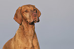 Magyar Vizsla portrait