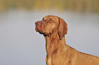 Magyar Vizsla portrait