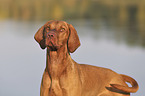 Magyar Vizsla