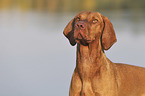 Magyar Vizsla portrait