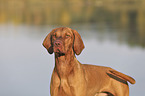 Magyar Vizsla