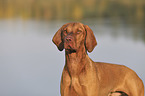 Magyar Vizsla