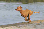 running Magyar Vizsla