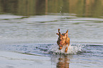 running Magyar Vizsla