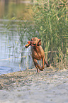 running Magyar Vizsla