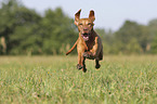 running Magyar Vizsla