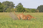 Magyar Vizslas on the meadow