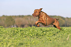 running Magyar Vizsla